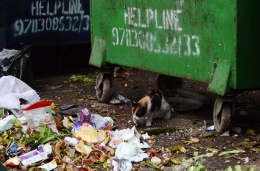 Un gato busca comida entre la basura en Hauz Khas